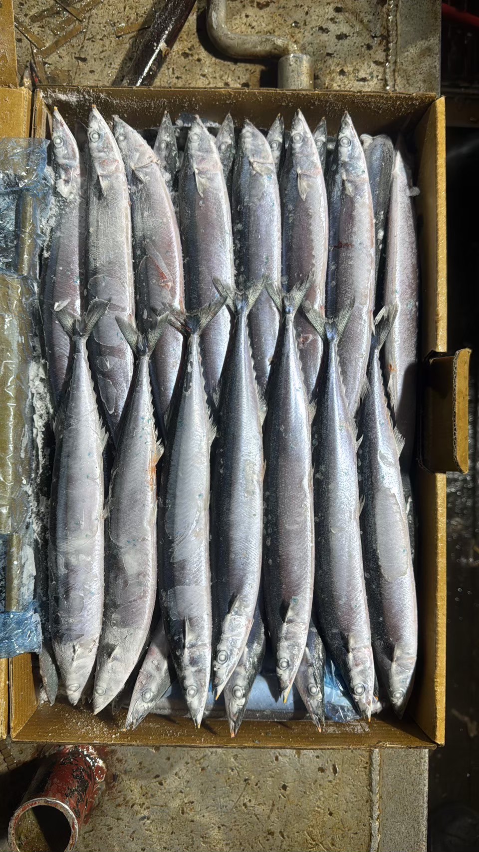 北太平洋船凍秋刀魚 特號（特大規格）10kg原裝箱批發 - 傑出水產