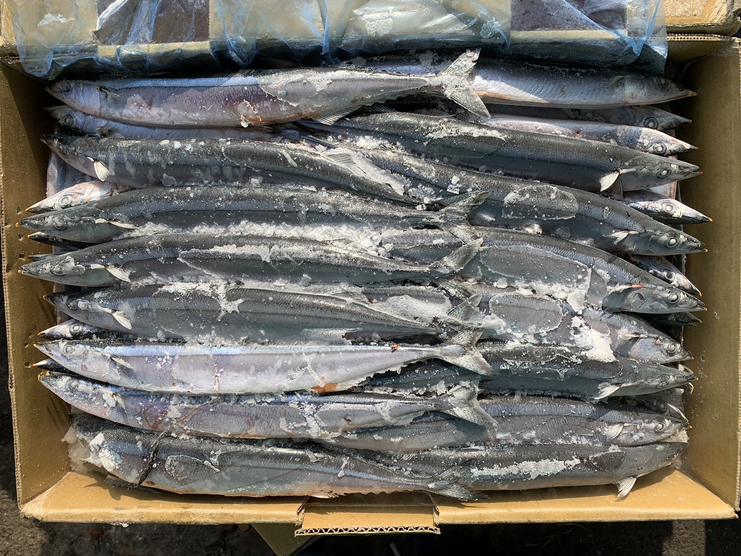 北太平洋秋刀魚 1號 10kg原裝箱 船凍直銷大宗批發 - 傑出水產