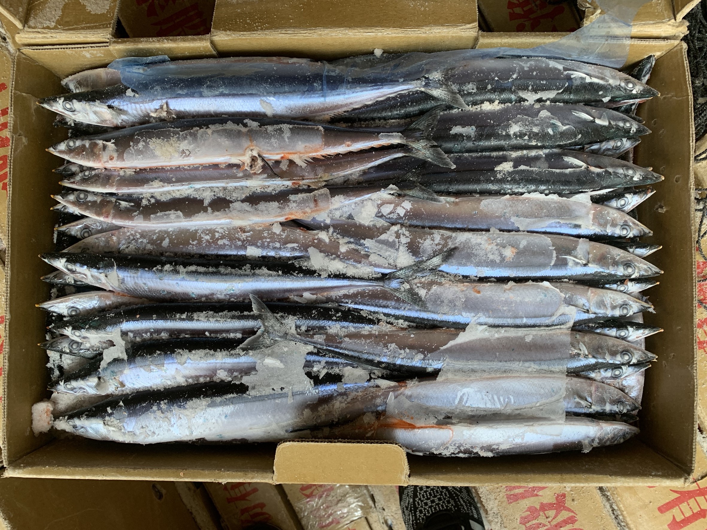 北太平洋秋刀魚 2號 連鎖居酒屋常備規格 批發直銷 - 傑出水產