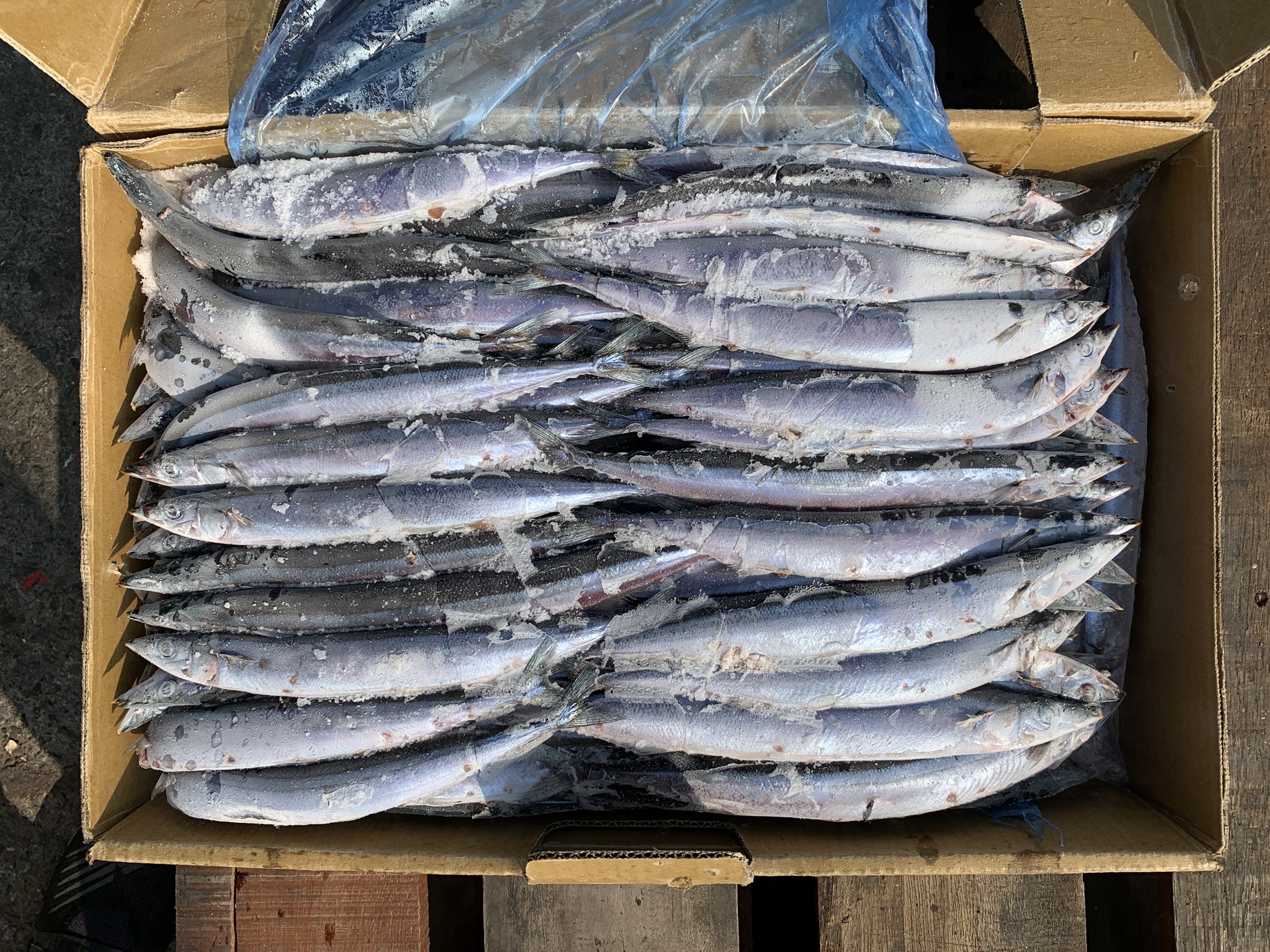 北太平洋秋刀魚 5號 經濟型水產原料與深海餌料 - 傑出水產