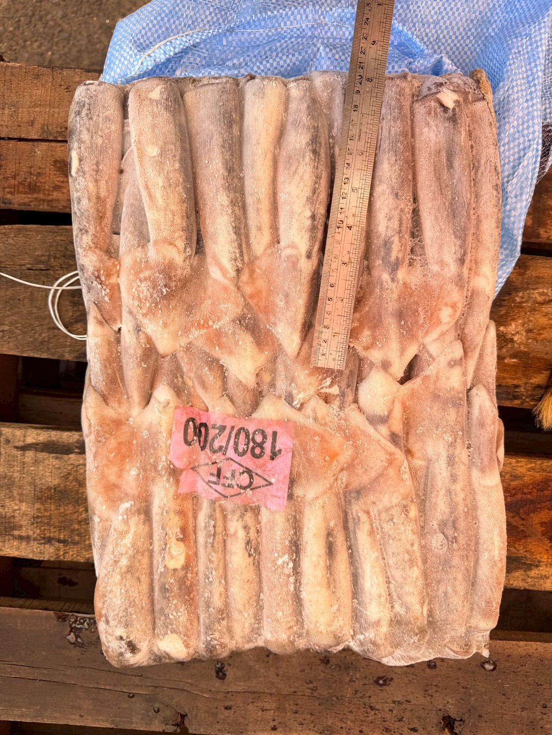 阿根廷魷魚 180/200 日本外銷專用規格 - 傑出水產